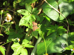 Anisochoria sublimbata