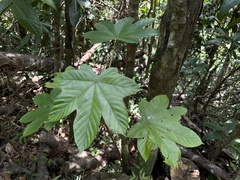 Cecropia schreberiana