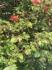 Calliandra tergemina emarginata