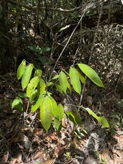 Rourea surinamensis