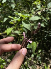 Justicia mirabiloides