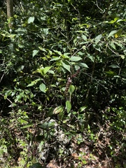 Justicia mirabiloides