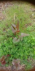 Reynoutria japonica