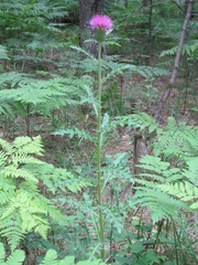 Cirsium pumilum