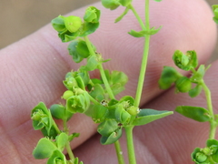 Euphorbia tetrapora