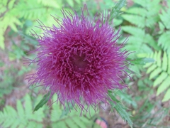 Cirsium pumilum