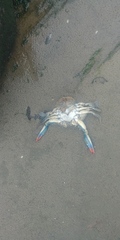 Callinectes sapidus