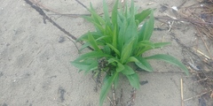 Solidago sempervirens