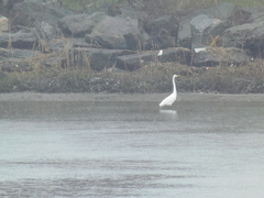 Ardea alba