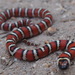 Lampropeltis zonata multifasciata - Photo (c) J. Maughn, some rights reserved (CC BY-NC), uploaded by J. Maughn