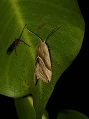 Micrathetis dasarada