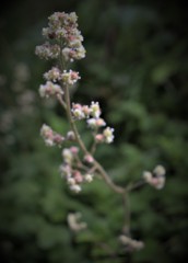 Heuchera pilosissima