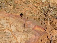 Ctenophorus modestus