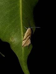 Micrathetis dasarada