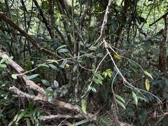 Marcgravia rectiflora