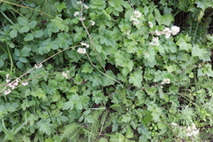 Heuchera pilosissima