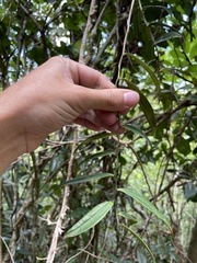 Marcgravia rectiflora