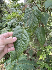 Neorudolphia volubilis