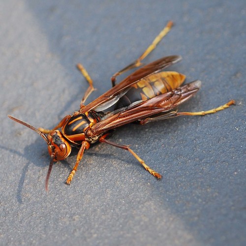 Subspecies Polistes rothneyi koreanus · iNaturalist