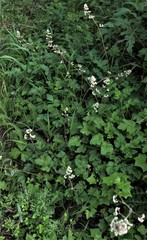 Heuchera pilosissima