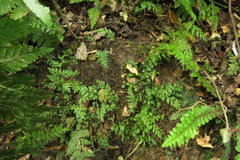 Leptolepia novae-zelandiae