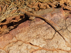 Ctenophorus modestus