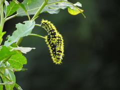 Leucanella viridescens