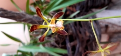 Encyclia parviflora