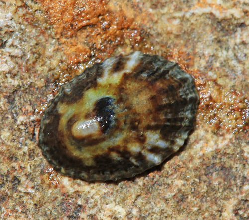 Lottia peitaihoensis