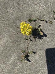 Erysimum menziesii