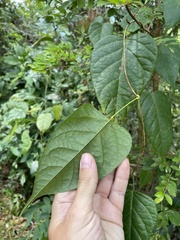 Neorudolphia volubilis