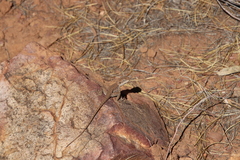 Ctenophorus modestus