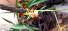 Encyclia parviflora