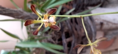 Encyclia parviflora