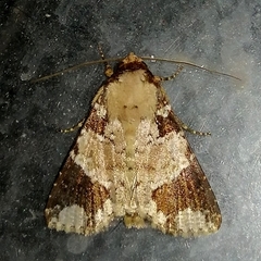 Condica cupentia