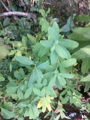 Hypericum walteri