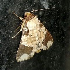 Condica cupentia