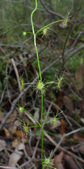 Drosera modesta