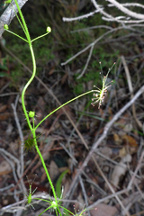 Drosera modesta