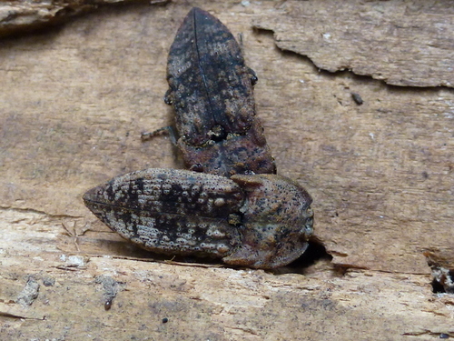Amychus
