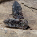 Amychus granulatus - Photo (c) Mark Anderson, alguns direitos reservados (CC BY-SA), uploaded by Mark Anderson