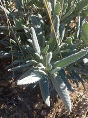 Eriodictyon traskiae