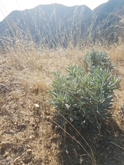 Eriodictyon traskiae