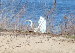 Ardea alba