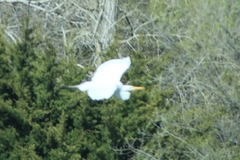 Ardea alba