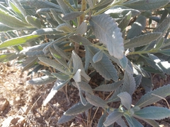 Eriodictyon traskiae