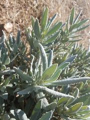 Eriodictyon traskiae