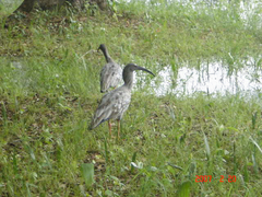 Theristicus caerulescens