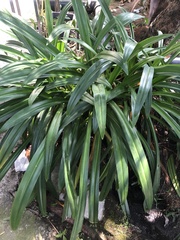 Hymenocallis speciosa