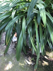 Hymenocallis speciosa